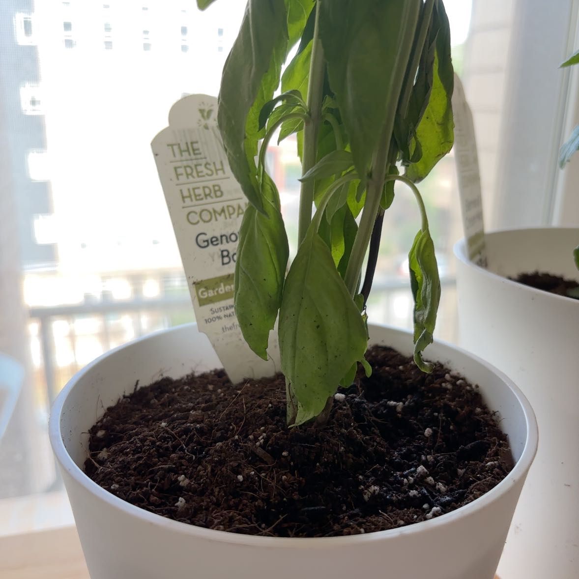 Photo of the plant species Genovese Basil by Maya named bazzy/genoveve on Greg, the plant care app