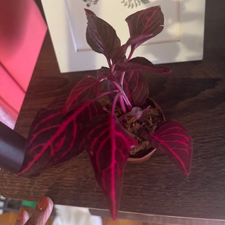 Herbst's Bloodleaf plant in New York, New York