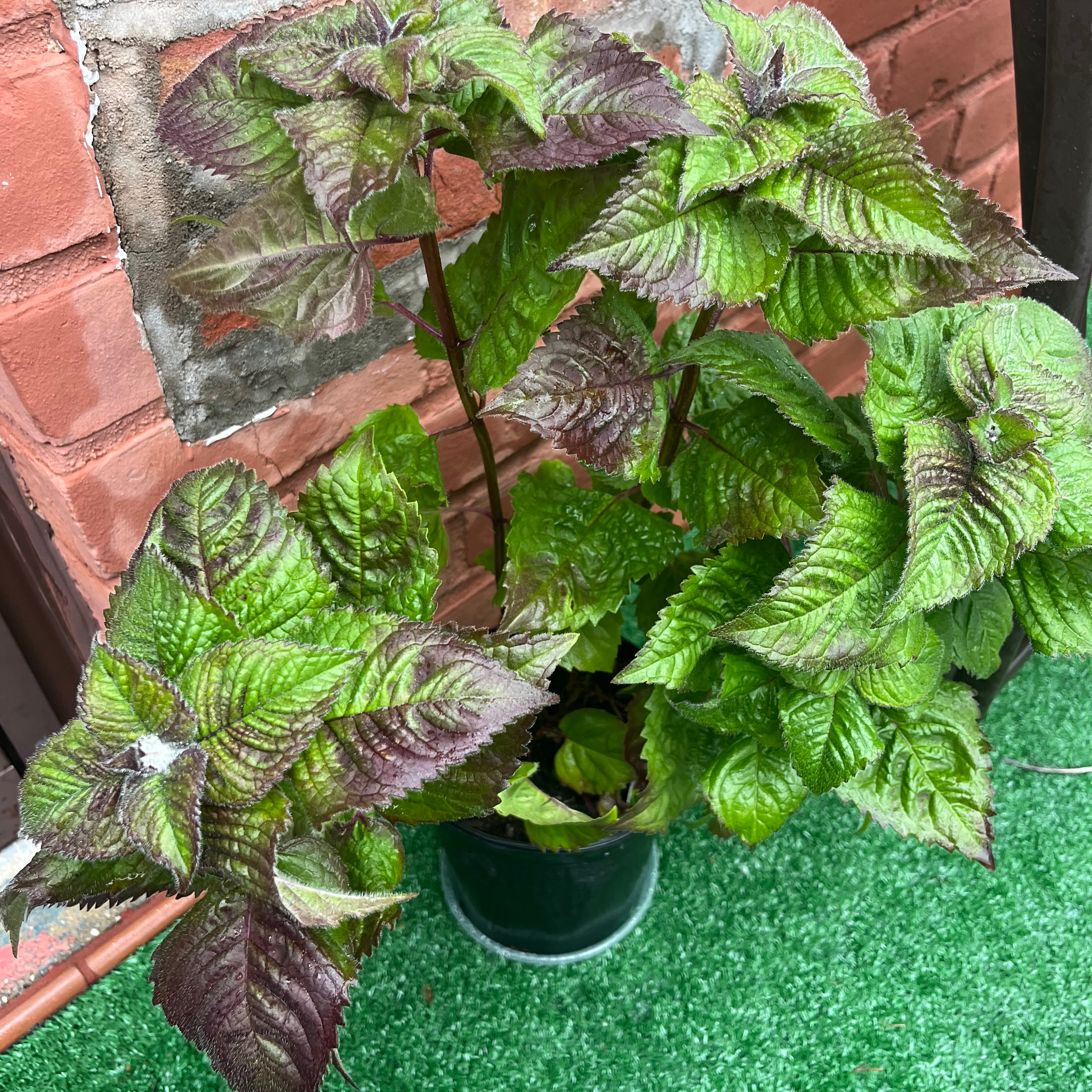 Scarlet Beebalm plant with green and purplish leaves in a pot on artificial turf against a brick wall.
