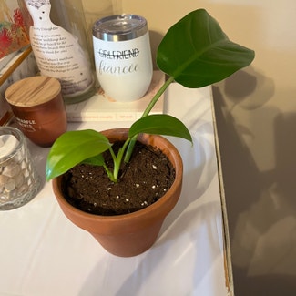 Philodendron 'Eva' plant in New York, New York