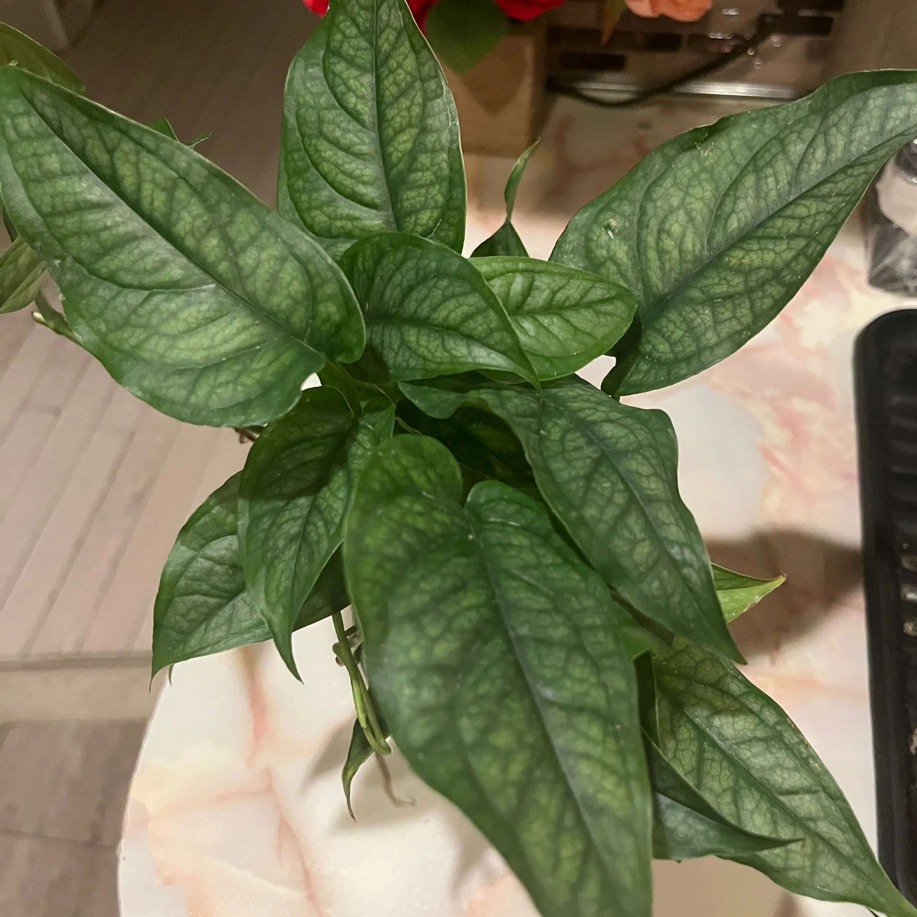 Monstera siltepecanna plant with healthy green leaves.