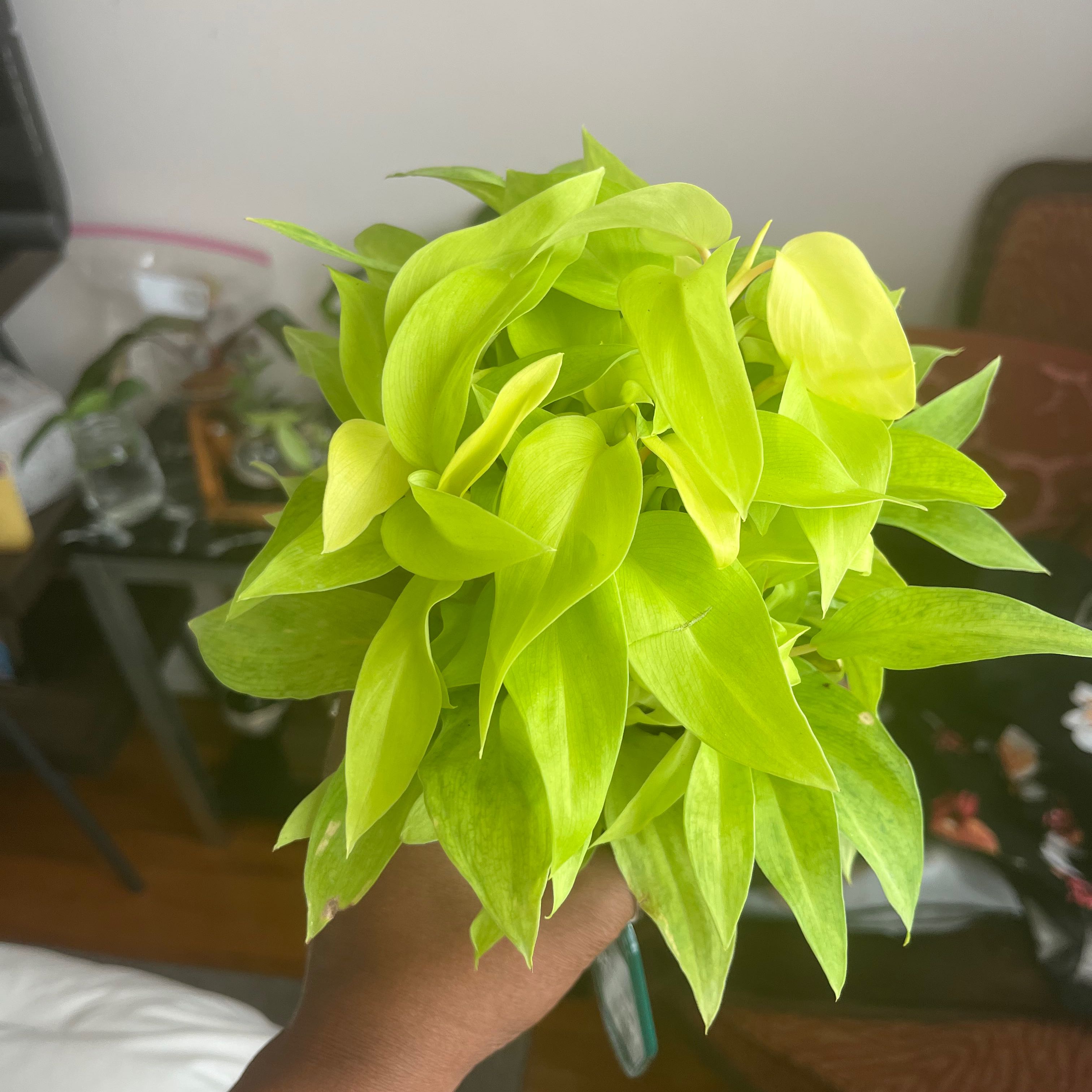 Philodendron 'Malay Gold' plant with vibrant green leaves, held by a hand.