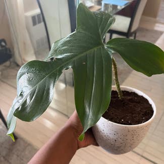 Hairy Philodendron plant in New York, New York