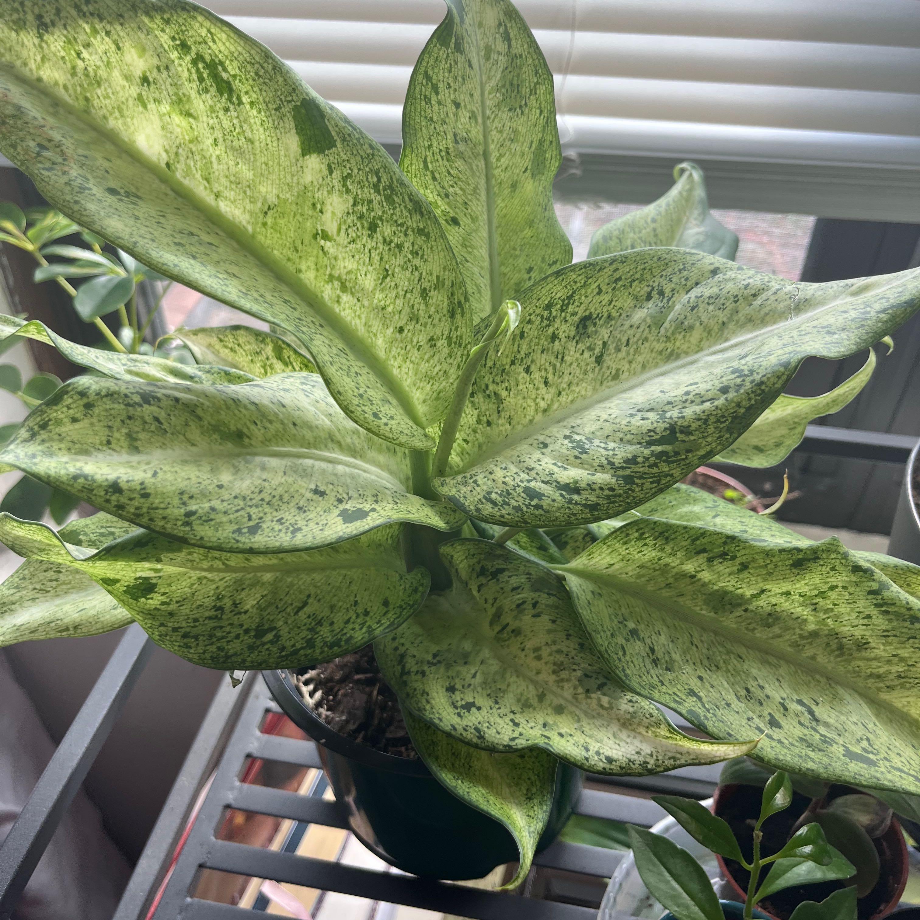 Dieffenbachia 'Camouflage' plant with variegated leaves in a pot, partially visible soil.