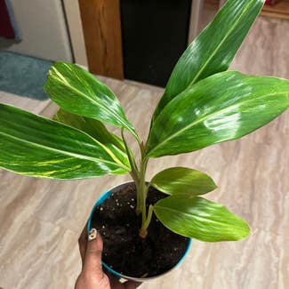 Variegated Shell Ginger plant in New York, New York