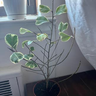 Ficus triangularis 'Variegata' plant in New York, New York