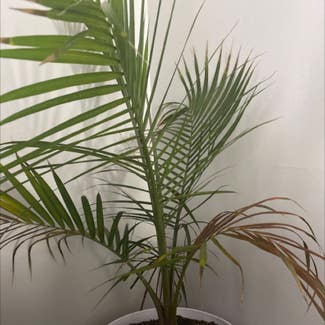 Canary Island Date Palm plant in Somewhere on Earth