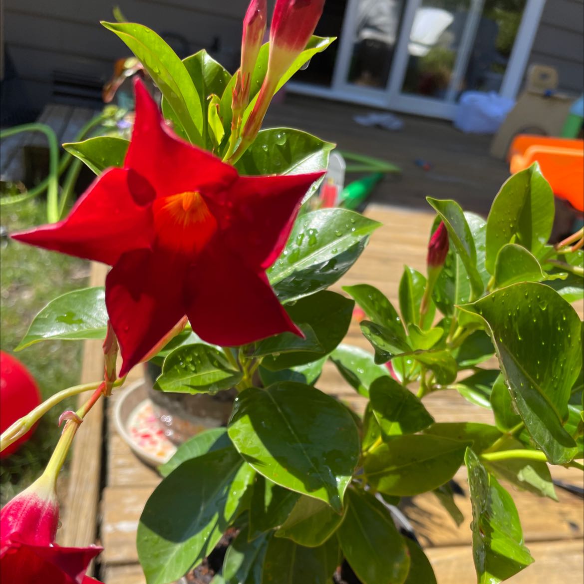 Aloha Mandevilla uploaded to the Greg plant app by @Annabeesntrees