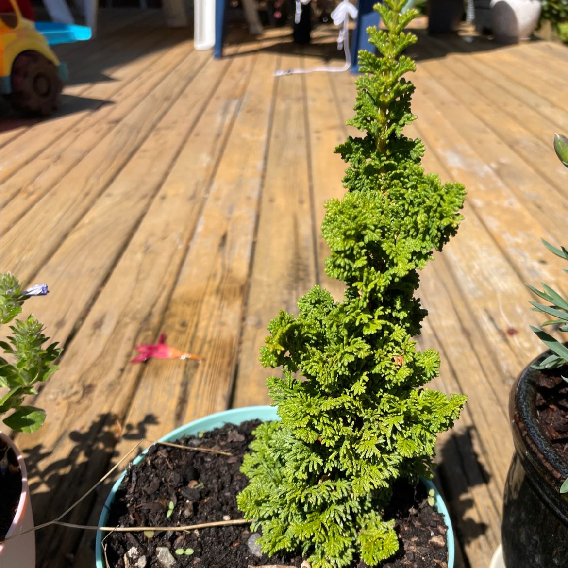 Why Are My Emerald Green Arborvitae Leaves Droopy?