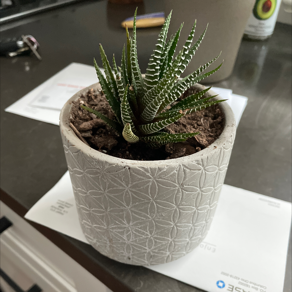 Photo of the plant species Haworthia 'Big Band' by @Gbuby named Cab on Greg, the plant care app
