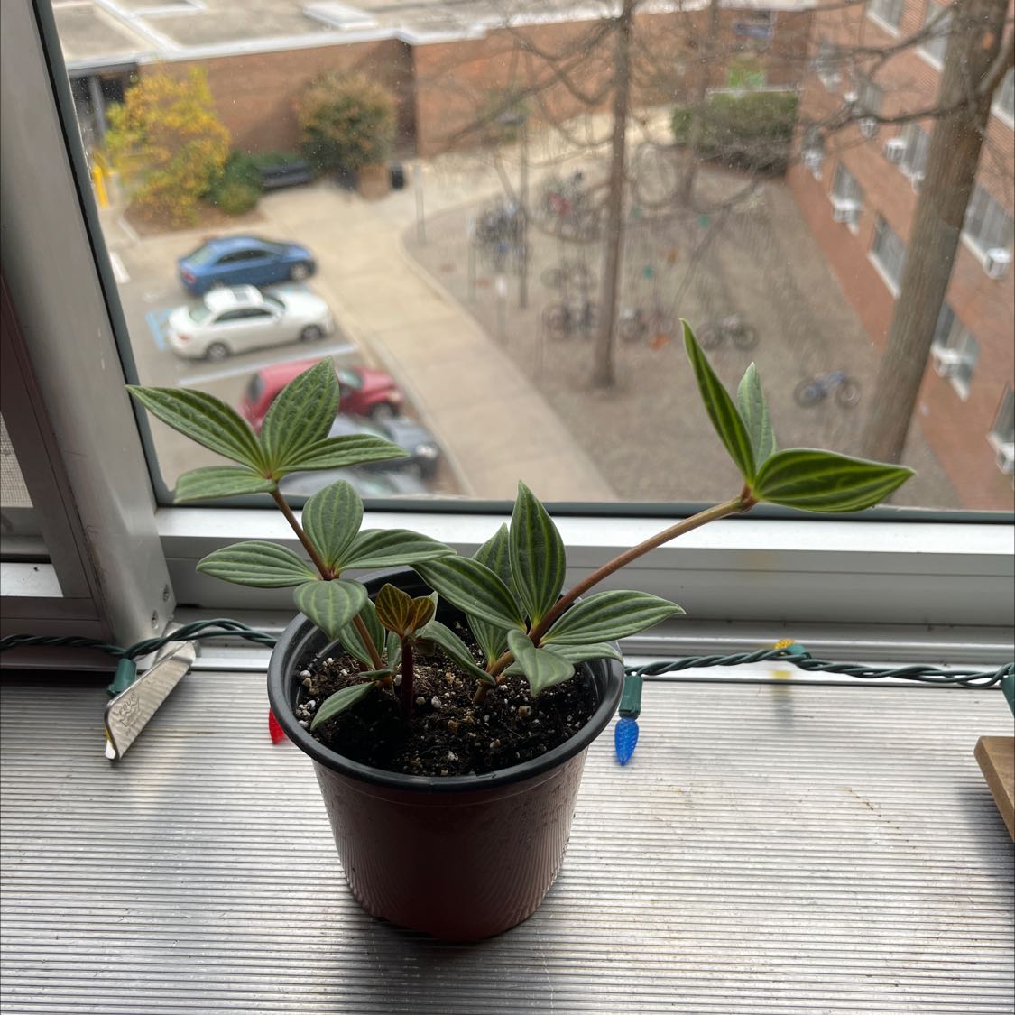 Parallel peperomia plant in a pot on a windowsill with a view outside.