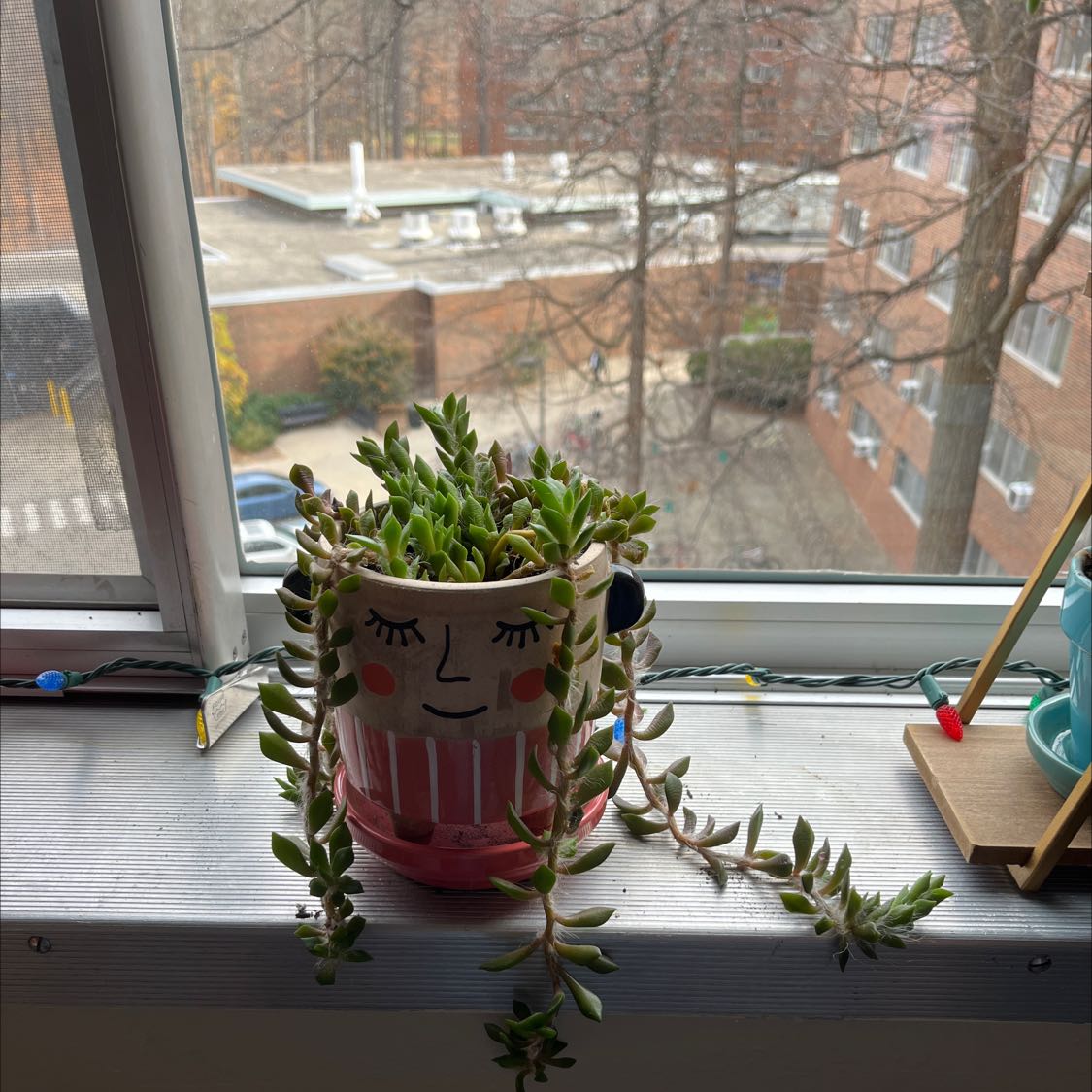 Photo of the plant species Anacampseros retusa by @GazdaO named Aria on Greg, the plant care app