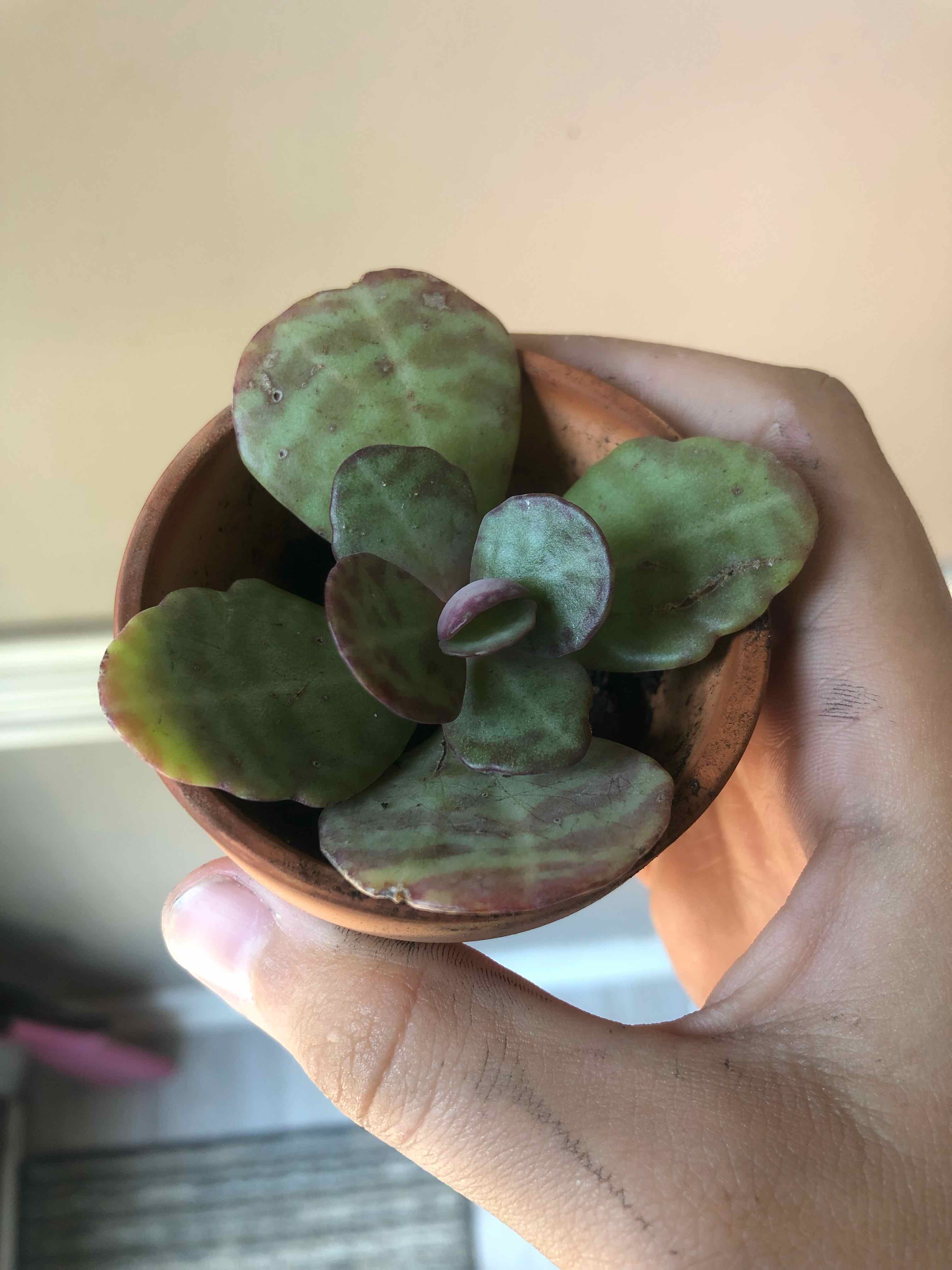 A small potted Penwiper Plant (Kalanchoe marmorata) held by a hand, showing thick, fleshy leaves.
