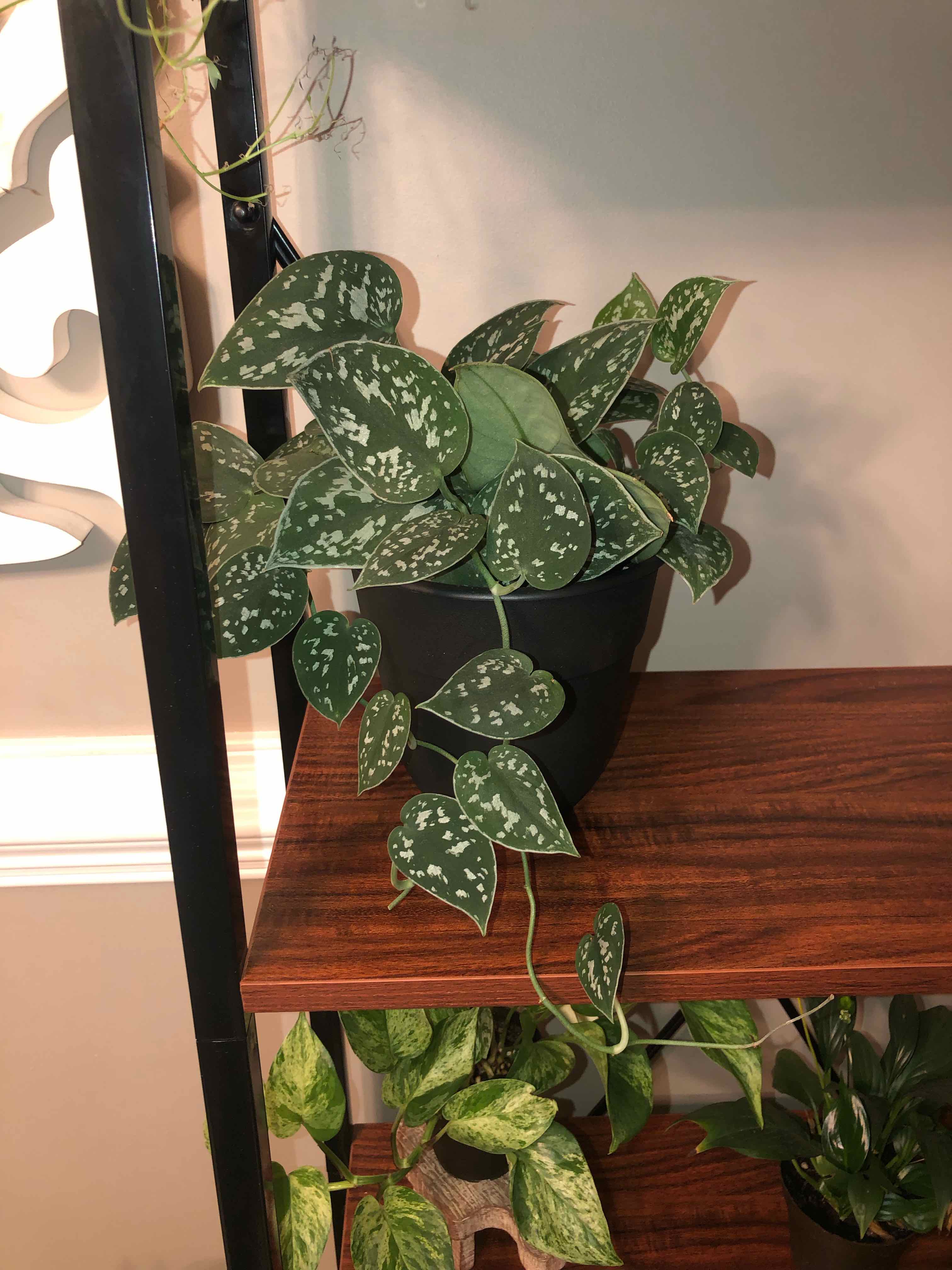 Photo of the plant species Silver Satin Pothos by @JunkandJungle named Silver Pothos on Greg, the plant care app