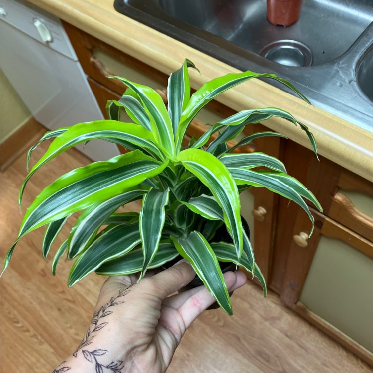 Dracaena 'Warneckii' plant being held by a hand, showing vibrant green leaves with white stripes.