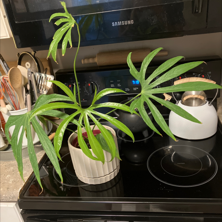Anthurium Fingers plant with green, finger-like leaves in a white pot on a kitchen stove.