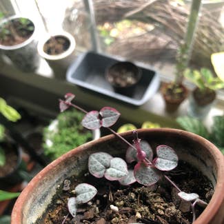 String of Hearts plant in Chesnee, South Carolina