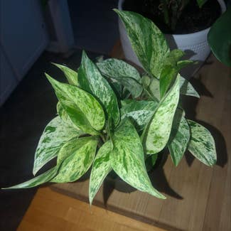 Marble Queen Pothos plant in Chesnee, South Carolina