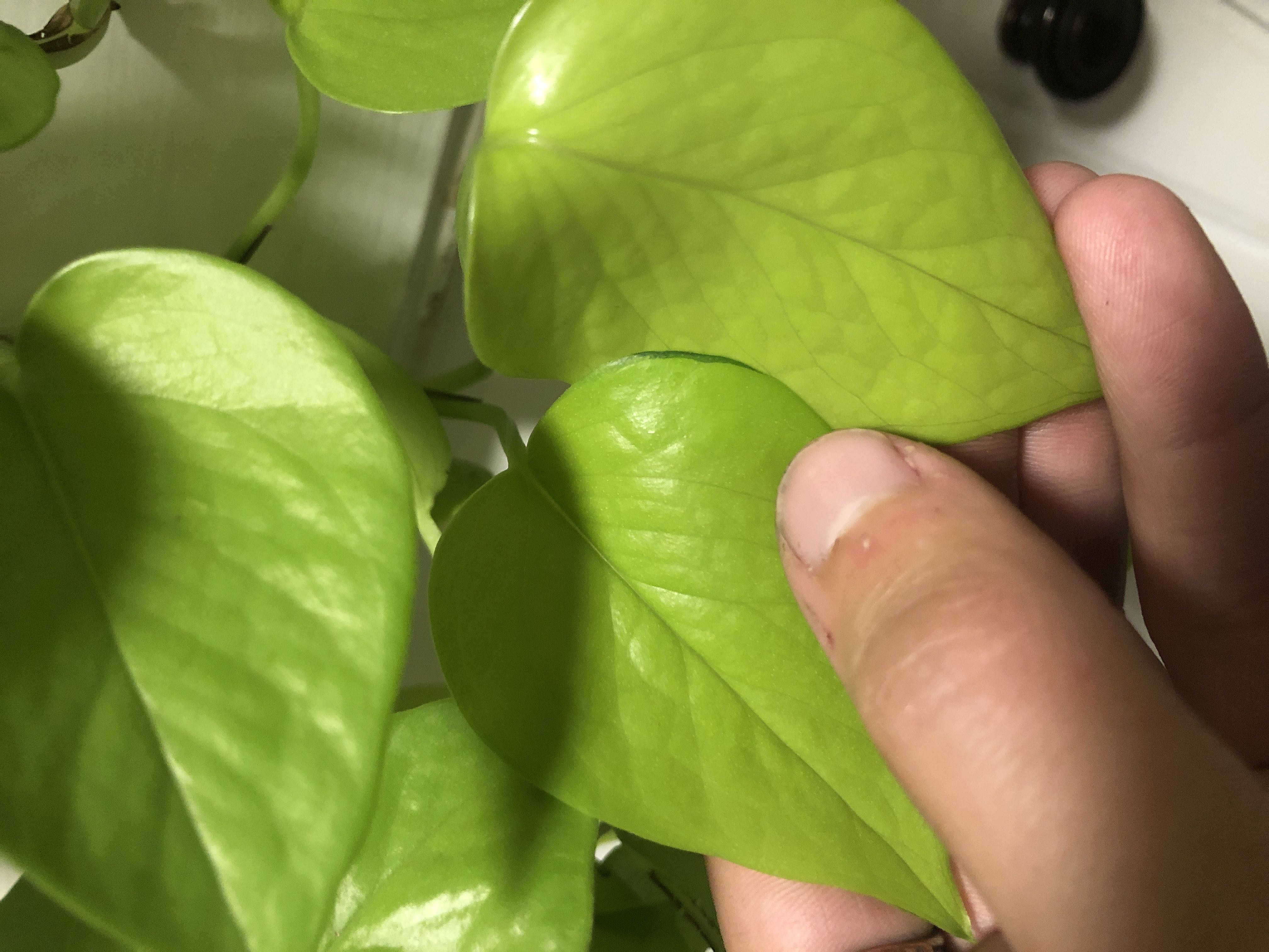 Pothos Varieties and How to Correctly Identify Them – MY WASTELESS LIFE