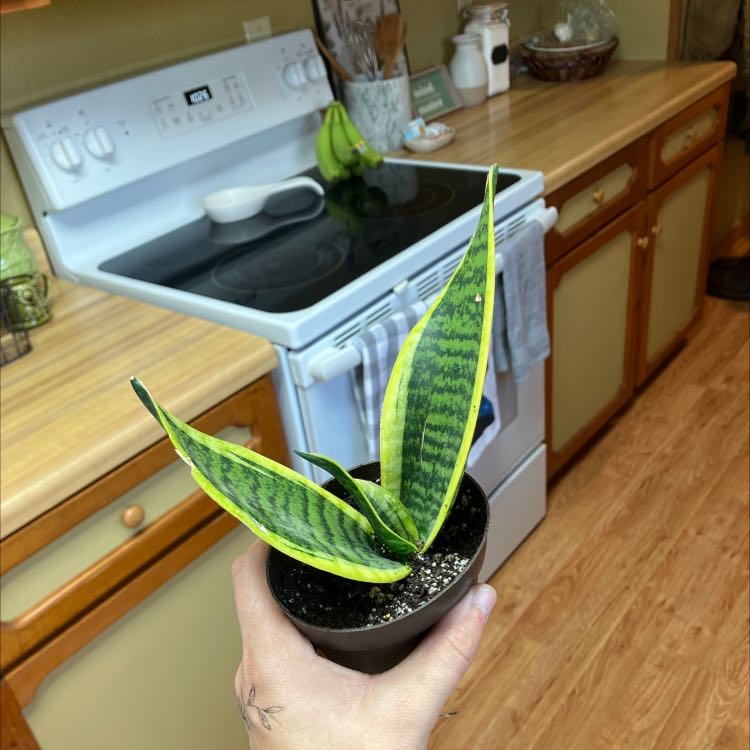 Sansevieria 'Lauren' plant in a small pot held by a hand, with a kitchen background.