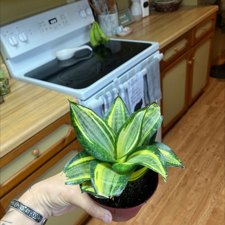 Bird's Nest Snake Plant with vibrant green and yellow leaves held by a hand in a kitchen.