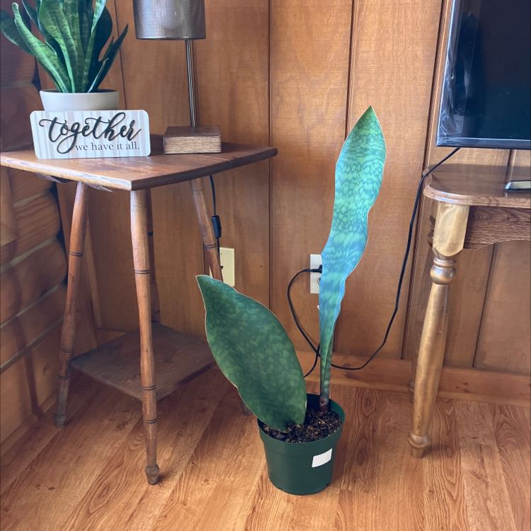 Whale Fin Snake Plant in a pot on a wooden floor with healthy, upright leaves.