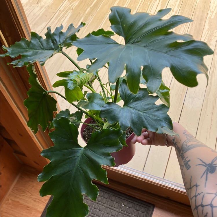 Philodendron 'Hope Selloum' plant with large, green, deeply lobed leaves held by a hand.