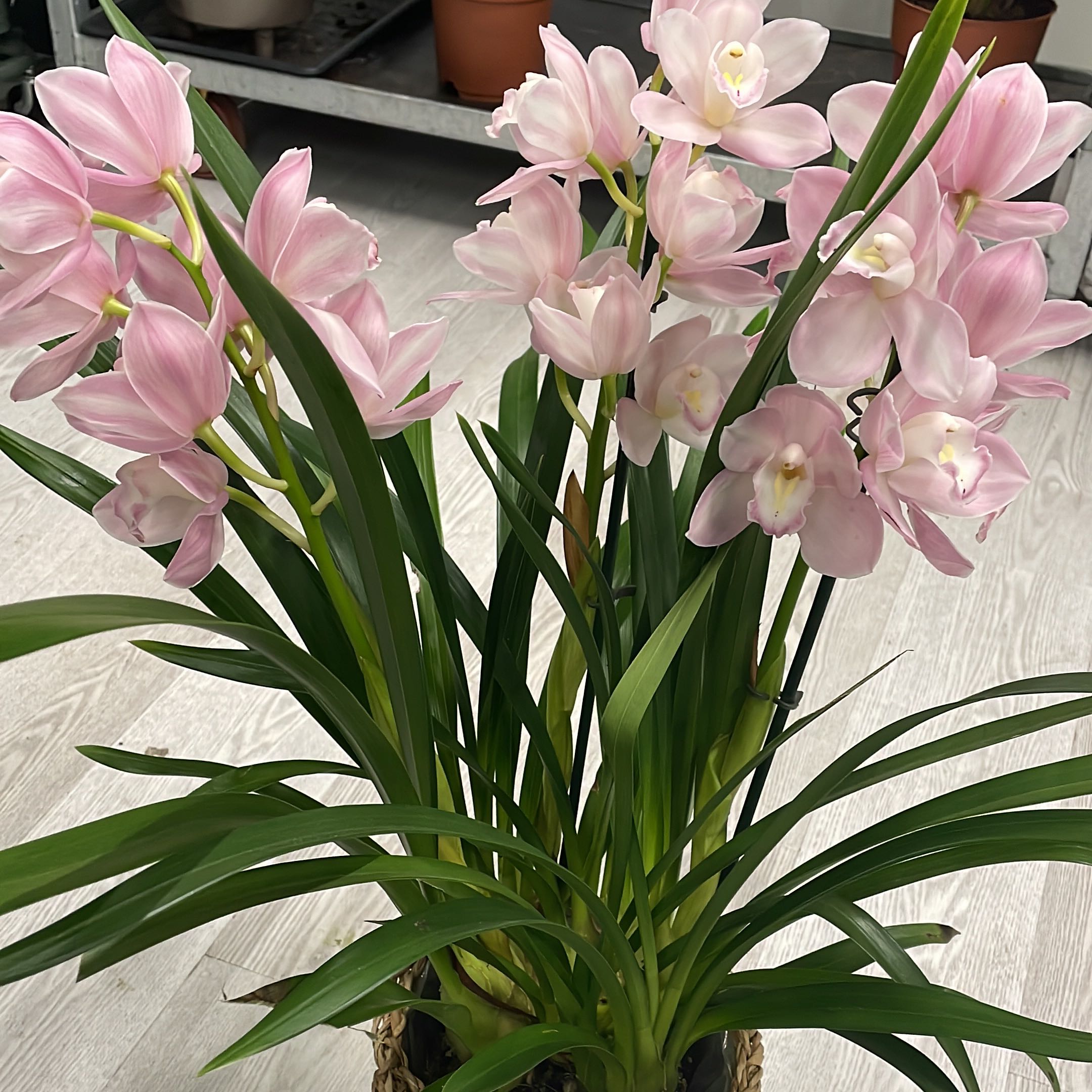 Photo of the plant species Cymbidium Panalatinga by @AbleSoftbrome named Orchid on Greg, the plant care app
