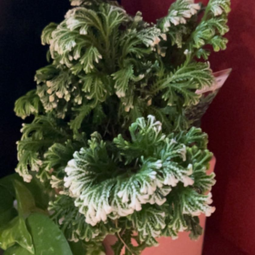 Photo of the plant species White Tip Spikemoss by @jademartini named Lola on Greg, the plant care app