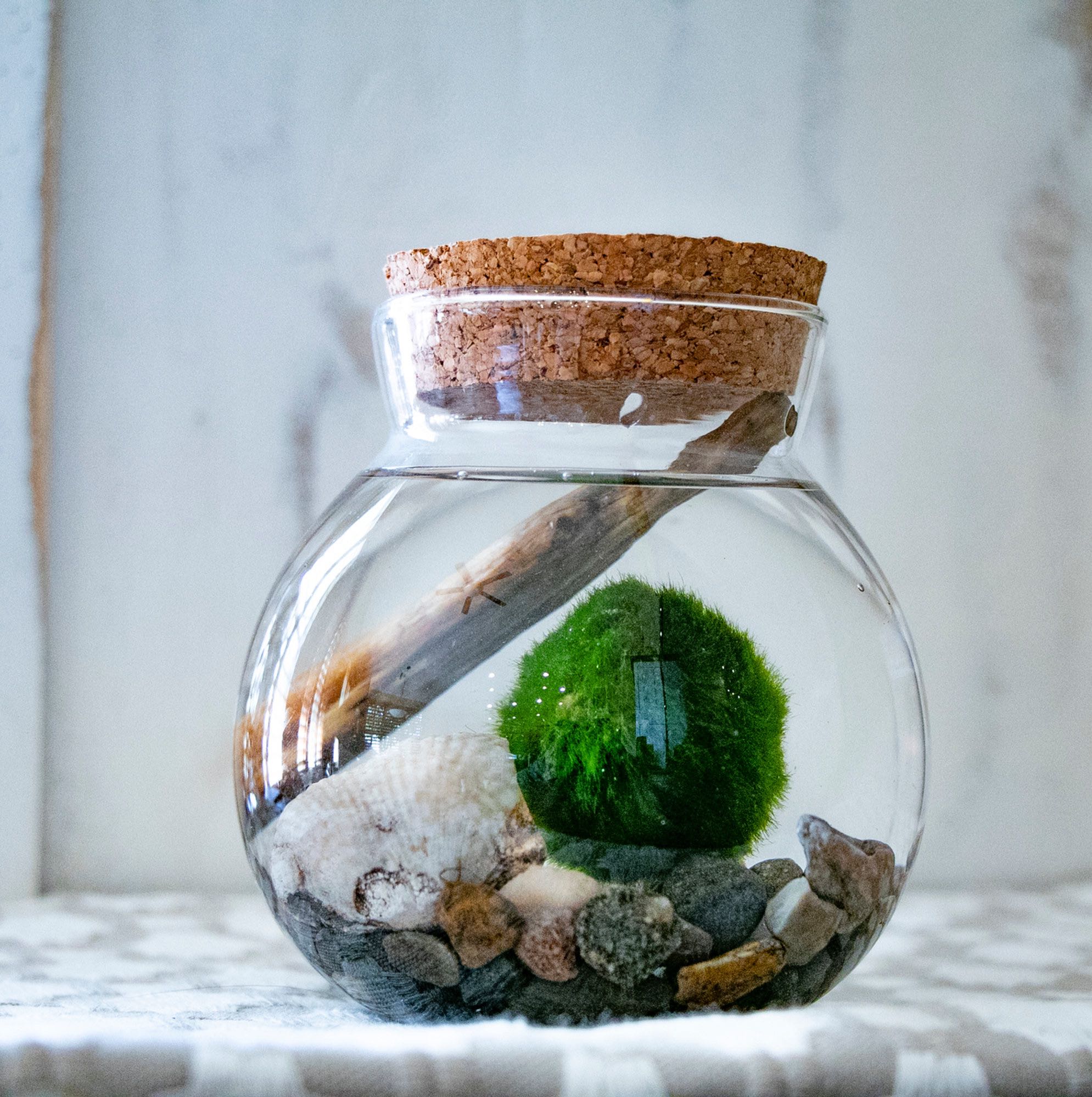 Photo of the plant species Marimo by @SterlingLippia named Bob Moss on Greg, the plant care app