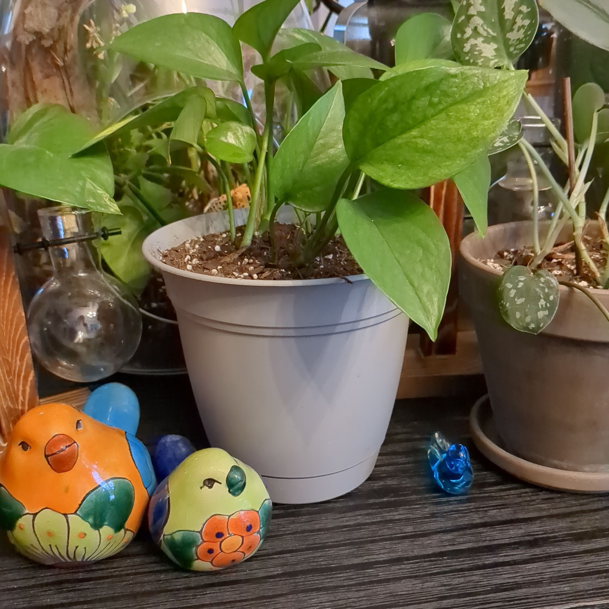 Potted Jessenia Pothos plant with green leaves, visible soil, and decorative items.