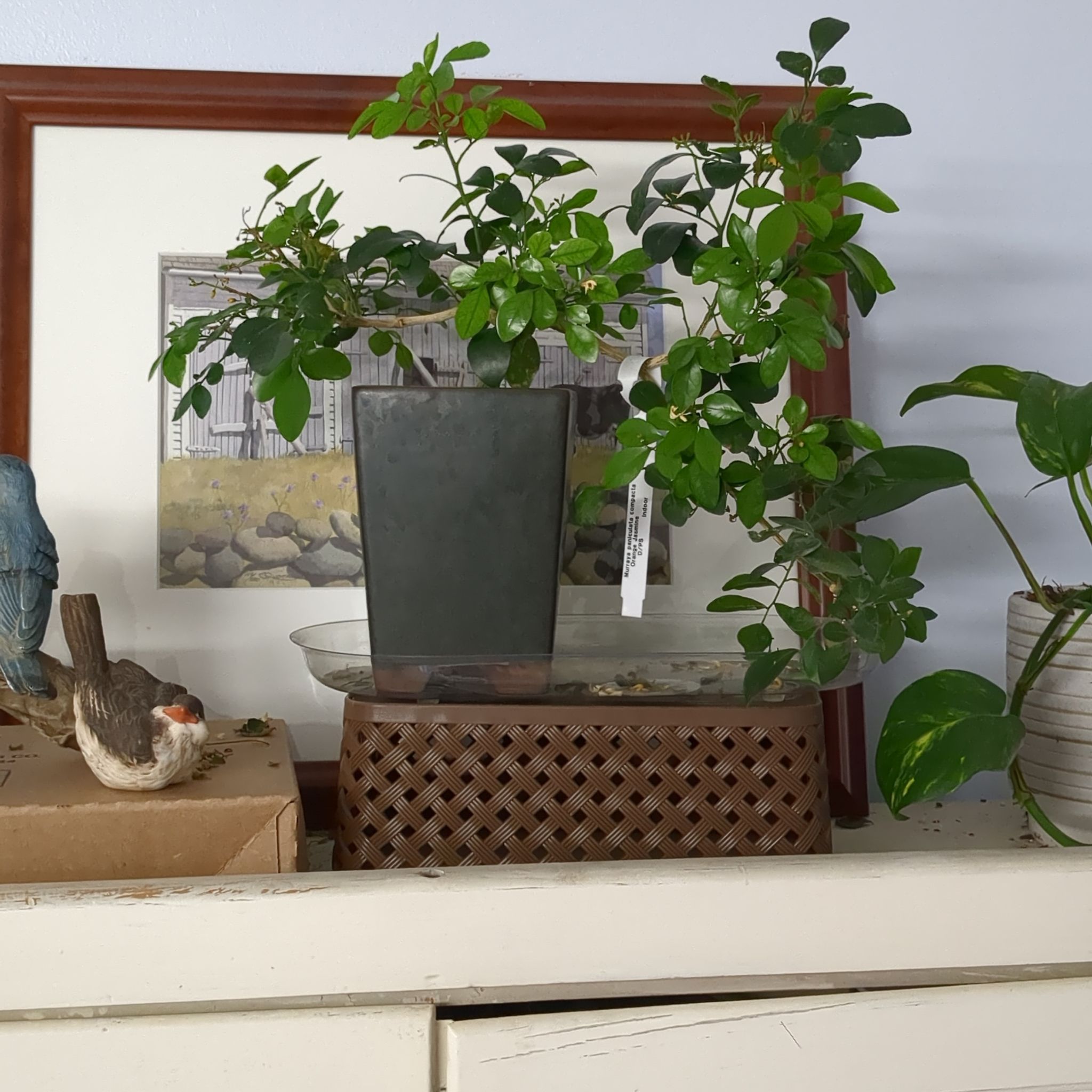 Potted Mock Orange plant on a shelf with green leaves, no visible flowers.