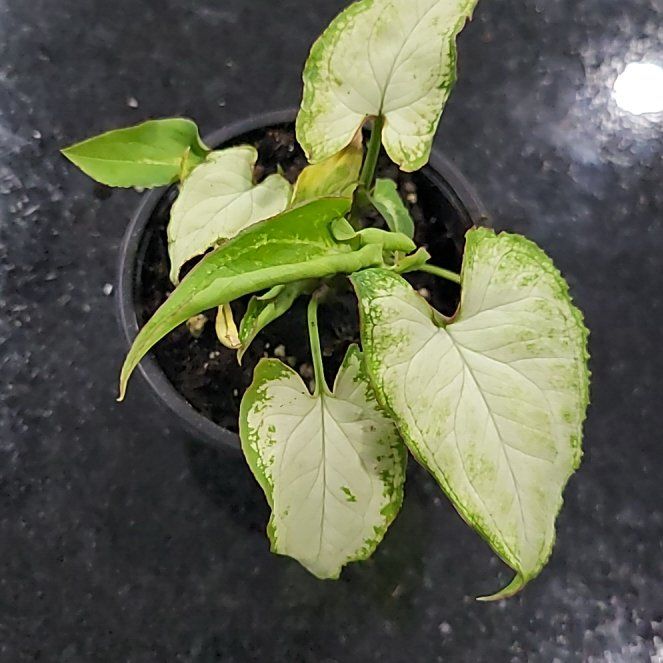 Photo of the plant species Syngonium 'Randy' by @StunningCentro named Lavender on Greg, the plant care app
