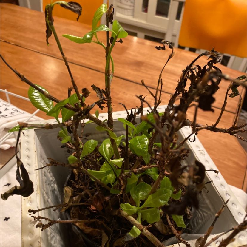 Photo of the plant species Fern by @ConfidentPalqui named Your plant on Greg, the plant care app