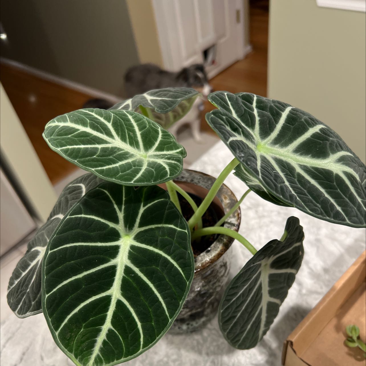 Healthy Alocasia Ninja plant with dark green leaves and white veins in a pot.