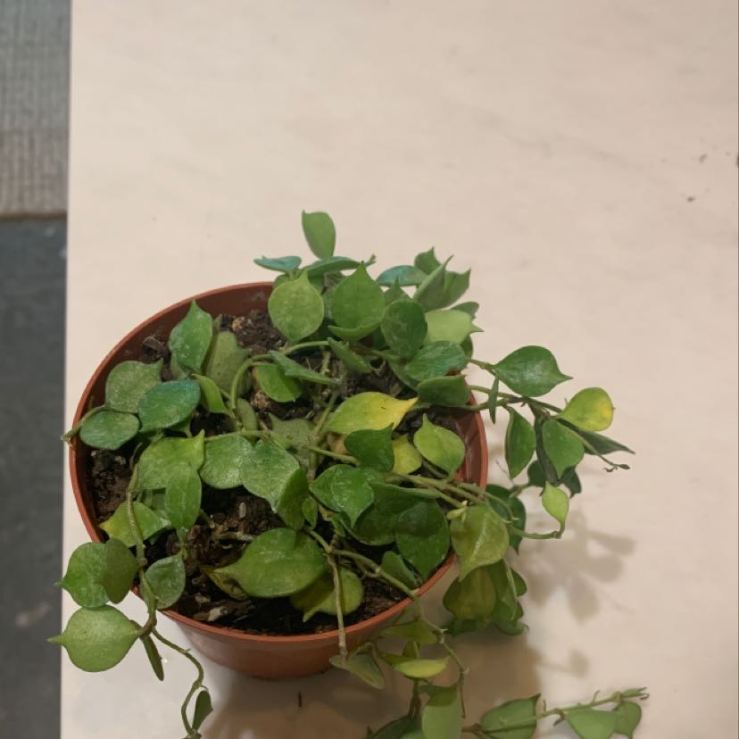 Potted Million hearts plant with some yellowing leaves.