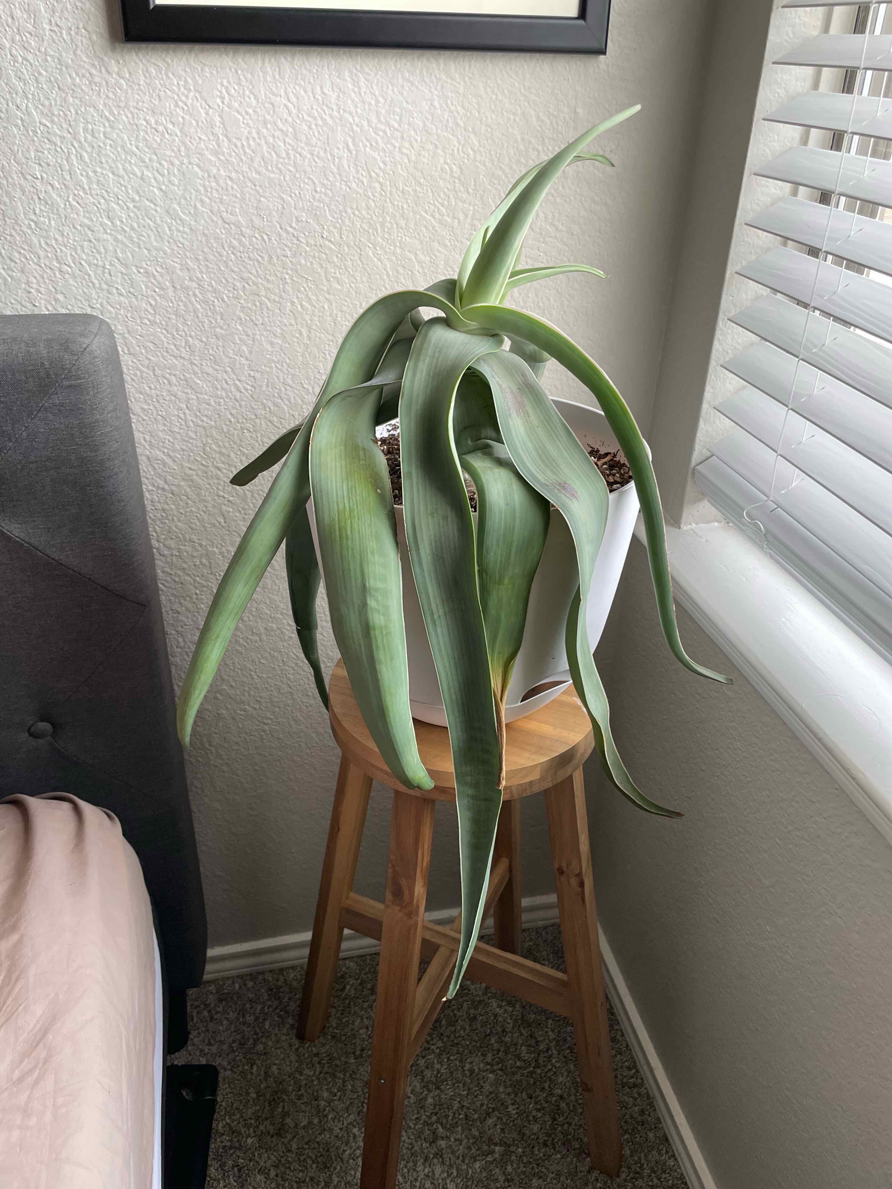 Coral Aloe plant on a wooden stool near a window, appearing healthy with long green leaves.
