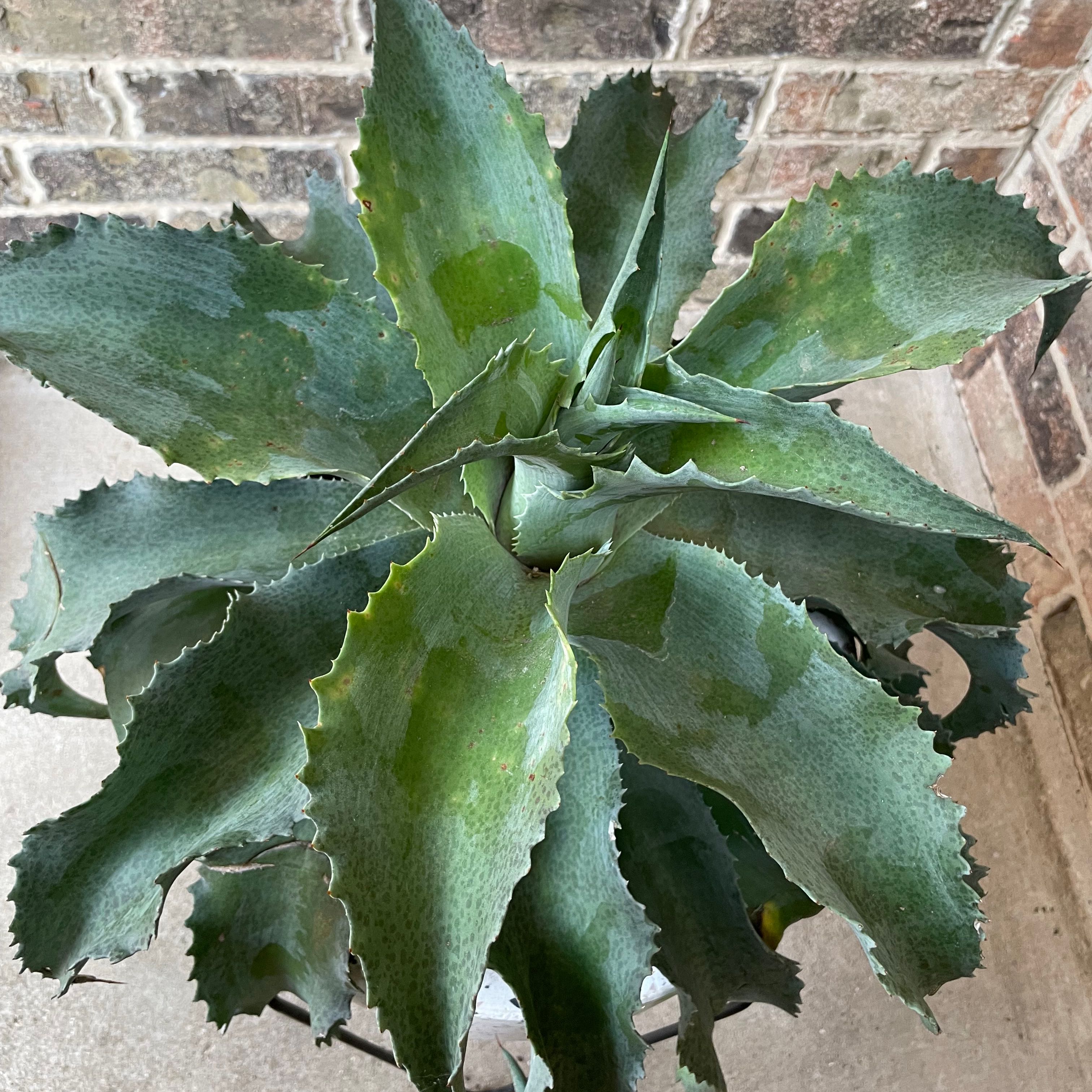 Photo of the plant species Mangave 'Falling Waters' by @DavidEstrada named Ahsoka on Greg, the plant care app