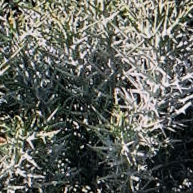 Photo of the plant species Euphorbia stenoclada by @DavidEstrada named ChloroPhil on Greg, the plant care app