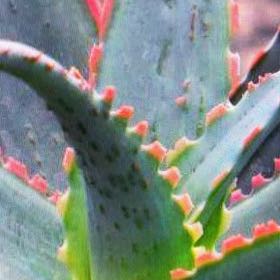 Photo of the plant species Aloe 'Coral Fire' by @DavidEstrada named Marilyn on Greg, the plant care app