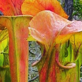 Photo of the plant species Green pitcher plant by @DavidEstrada named Isadora on Greg, the plant care app
