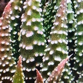 Photo of the plant species Pearl Plant by @DavidEstrada named Gobi on Greg, the plant care app