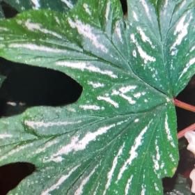 Photo of the plant species Angel Wing 'Frosty' by @DavidEstrada named Gregarious on Greg, the plant care app