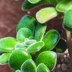 Photo of the plant species Aeonium lindleyi by @DavidEstrada named Celeste on Greg, the plant care app