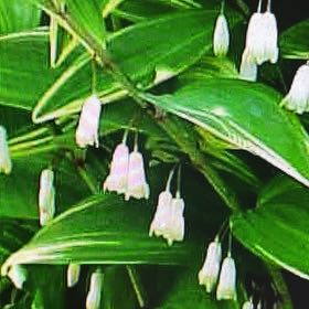 Photo of the plant species Variegated Solomon's Seal by @DavidEstrada named Navajo on Greg, the plant care app