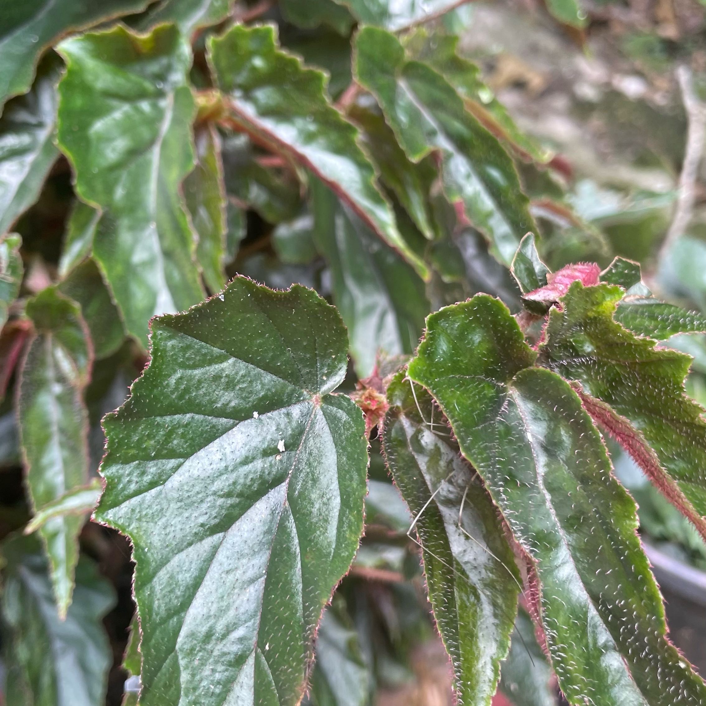 Photo of the plant species Scarlet Begonia by @DavidEstrada named Sol on Greg, the plant care app
