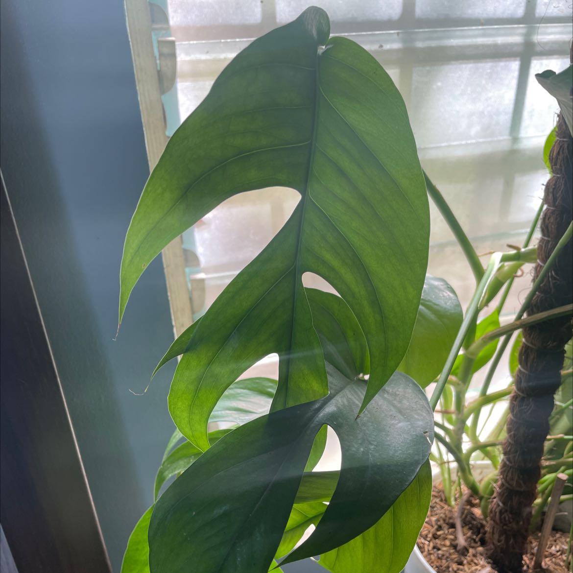 Photo of the plant species Asian Form Epipremnum Pinnatum by @TotalGermanivy named Tibzy on Greg, the plant care app