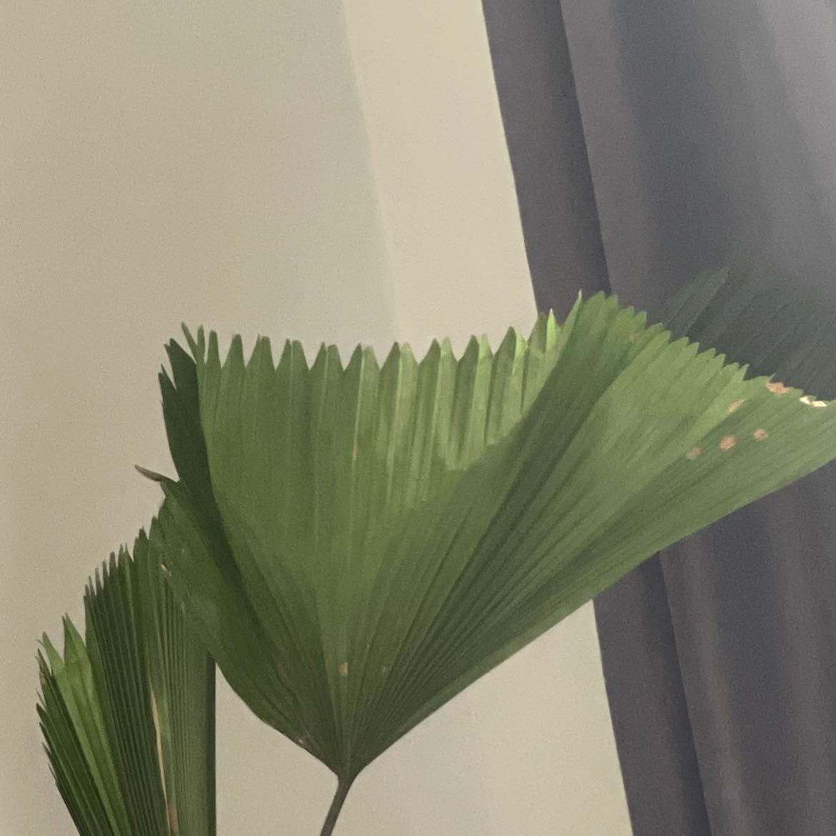 Photo of the plant species Elegant Fan Palm by @YokePomelo named Pokey on Greg, the plant care app