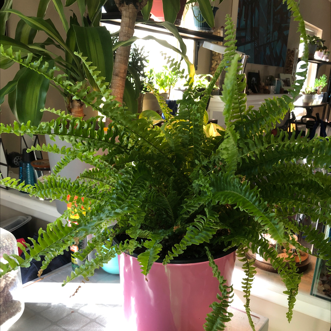 Boston Fern plant photo by @OurRetreat named Fern on Greg, the plant care app.