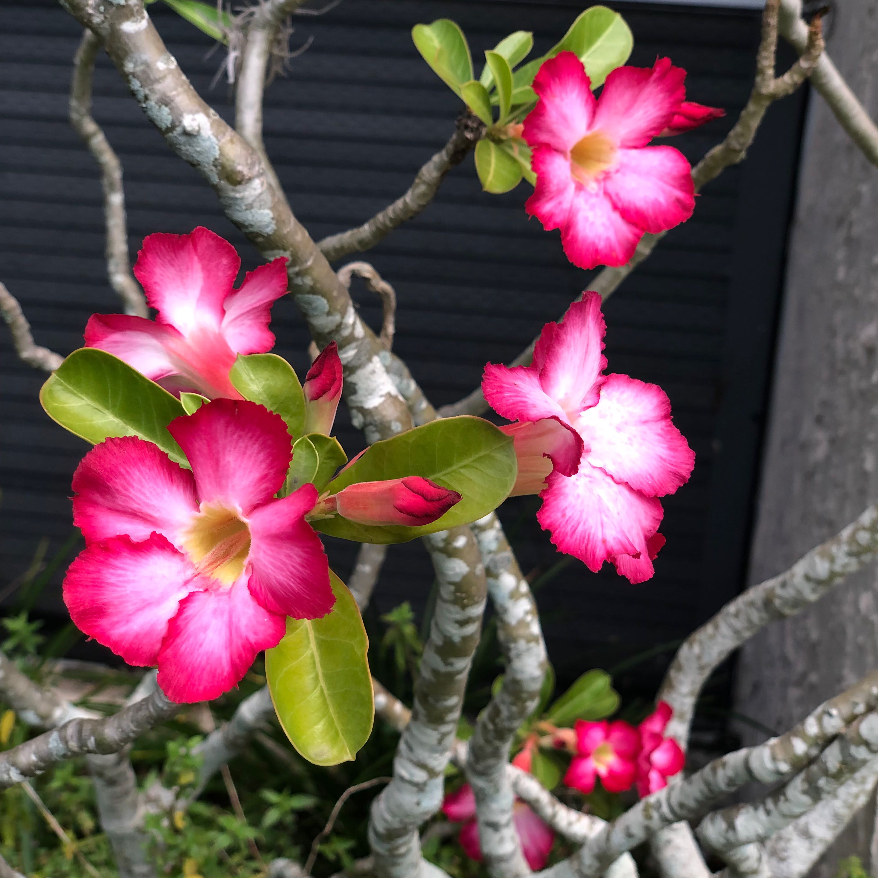 Photo of the plant species Desert Rose Plant by @TrueTozzia named Your plant on Greg, the plant care app